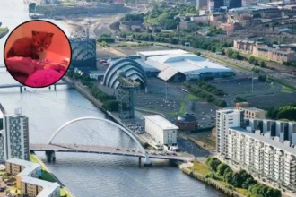 Scottish SPCA Cares for Glasgow Fox Cub in Earth Hour Glasgow 2026