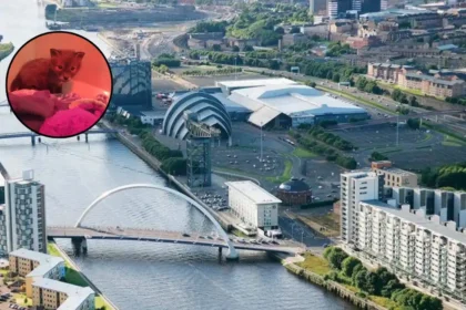 Scottish SPCA Cares for Glasgow Fox Cub in Earth Hour Glasgow 2026