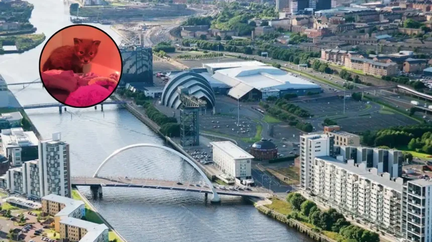 Scottish SPCA Cares for Glasgow Fox Cub in Earth Hour Glasgow 2026