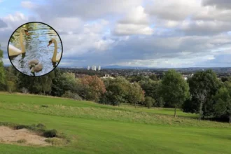 Cygnet Dies in Fishing Line at Alexandra Park Glasgow 2026