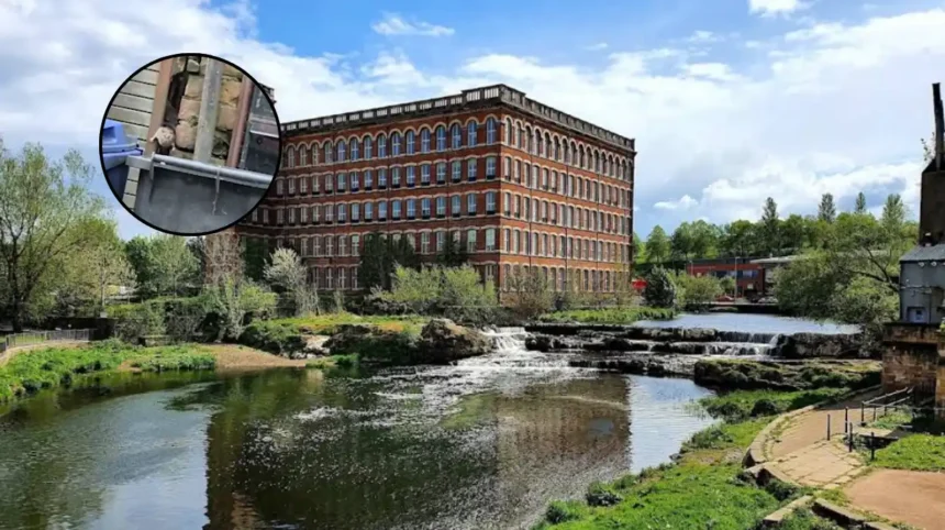 Massive Rats Invade Paisley Building: Renfrewshire 2026