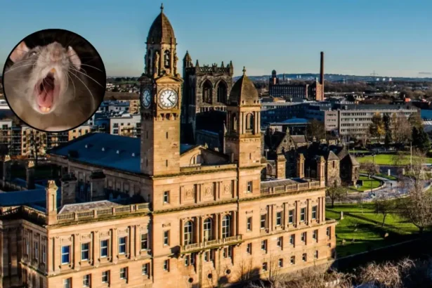 Massive Rats Invade Paisley Building; Renfrewshire 2026
