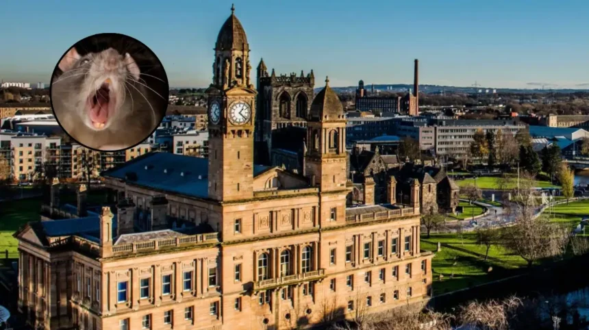Massive Rats Invade Paisley Building; Renfrewshire 2026