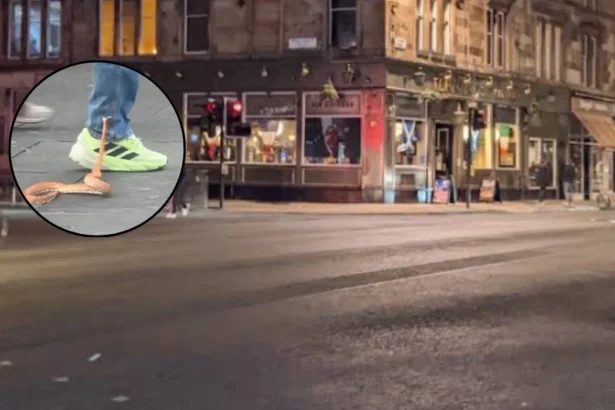 Loose Snake Snaps at Shoppers in Glasgow City Centre 2026