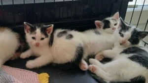 Neighbour’s Cat Fouling Your Garden Legal Rights Explained Glasgow 2026